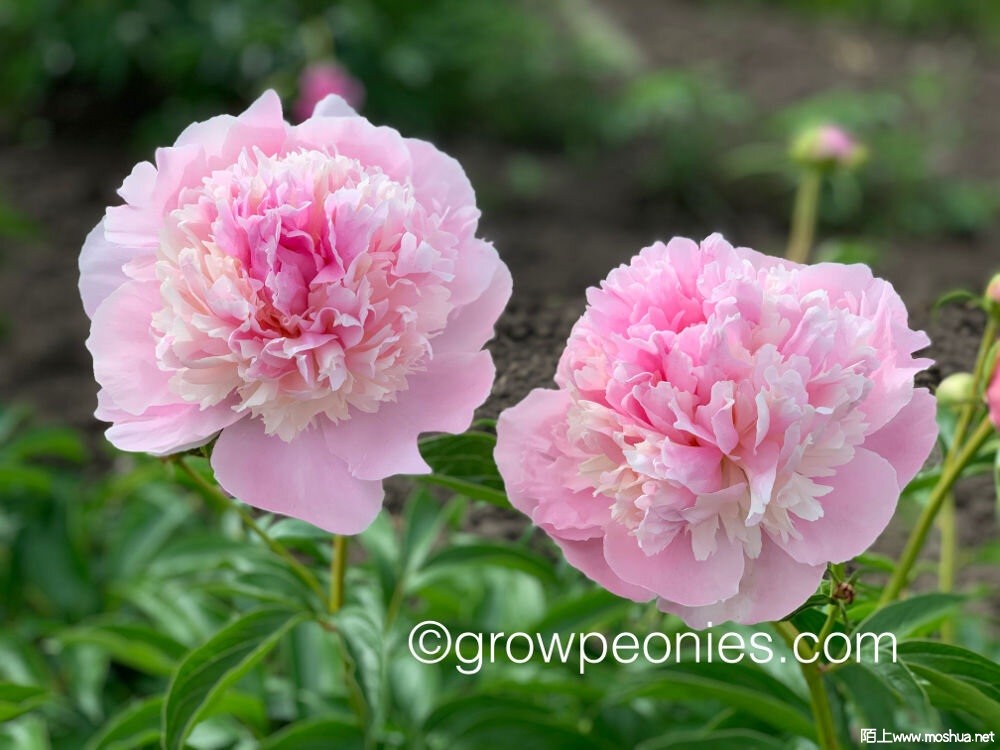 angel-cheeks-peony- 4.jpg