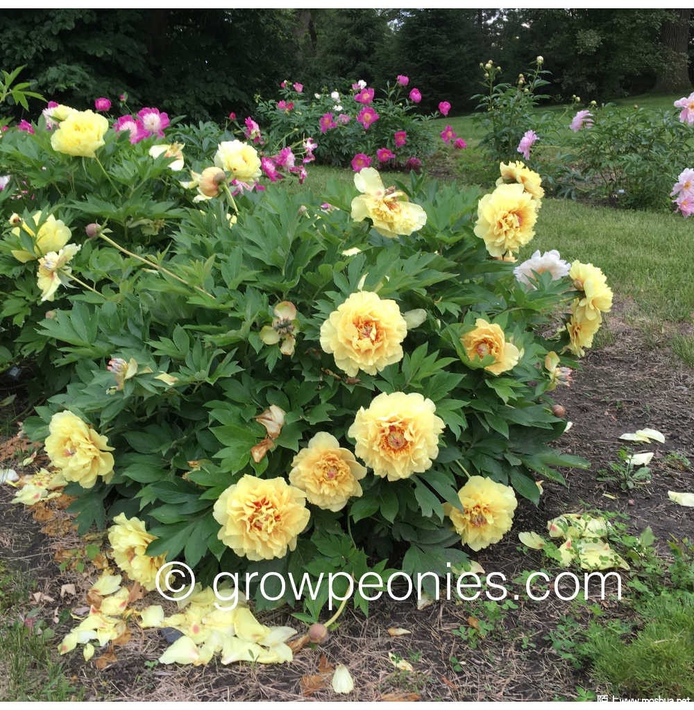 garden-treasure-peony-flower-blooming.jpg