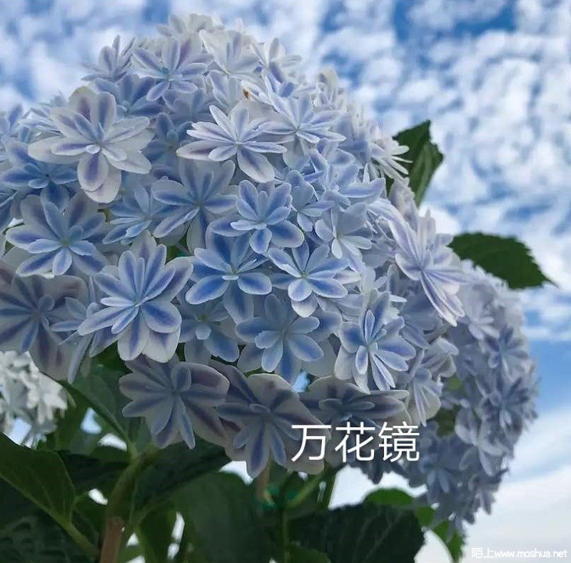 �򻪾�