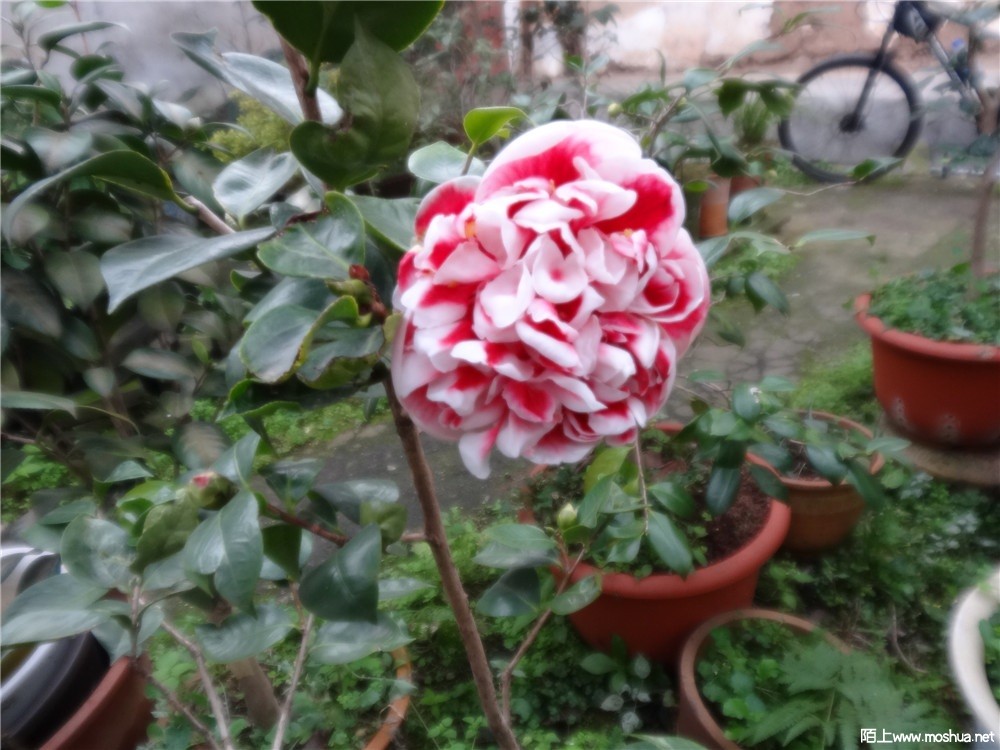 DSC05419.jpg