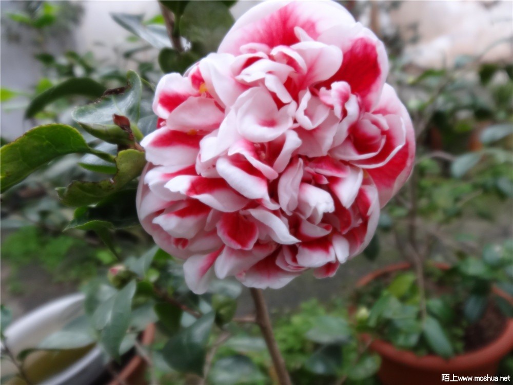 DSC05420.jpg