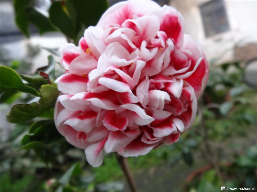 DSC05422.jpg