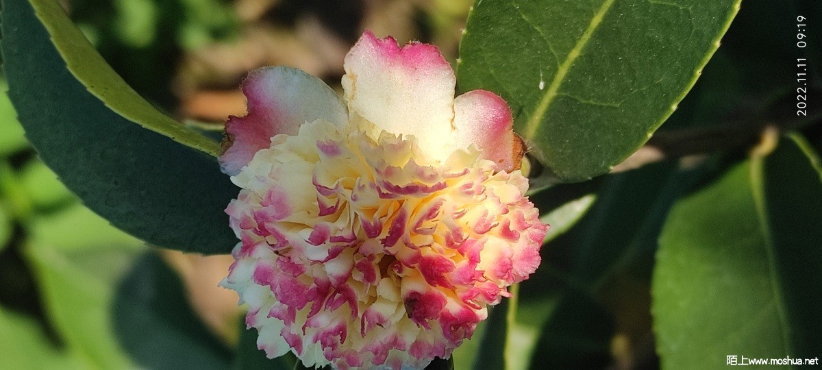MVIMG_20221111_091934.jpg