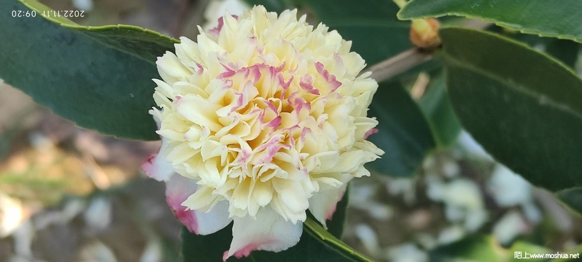 MVIMG_20221111_092017.jpg