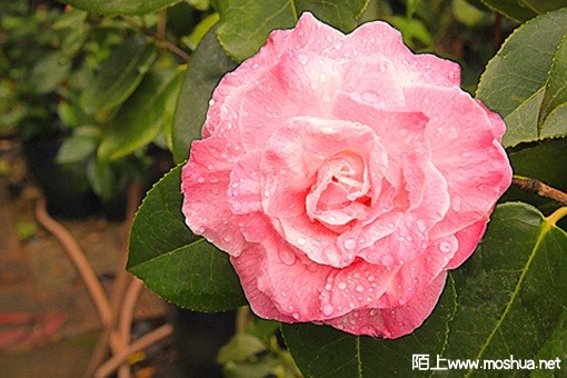 D85_3822-ZQ LuoChang-250.jpg