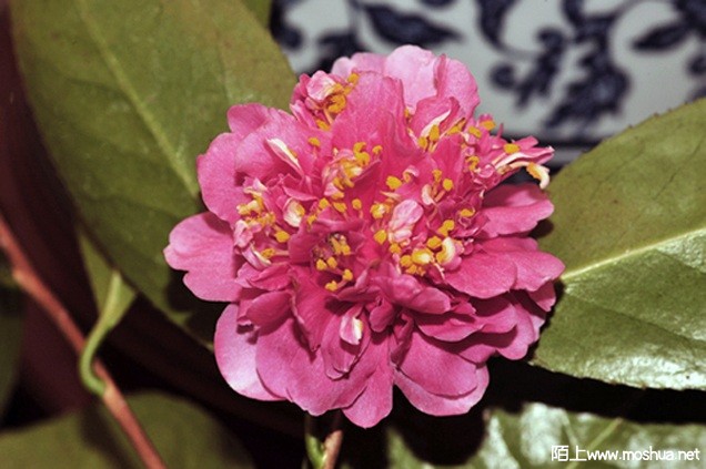 _DSC5589-BB-2021#1, small, mild fragrant-D3-4seedling-250.jpg