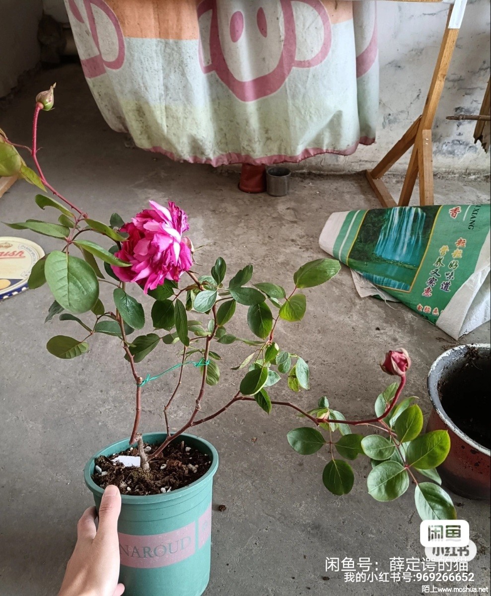 image_editor_1671593011785.jpg