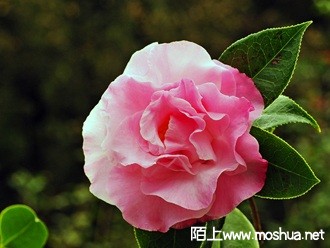 _DSC4988-ZQ-JR-250.jpg