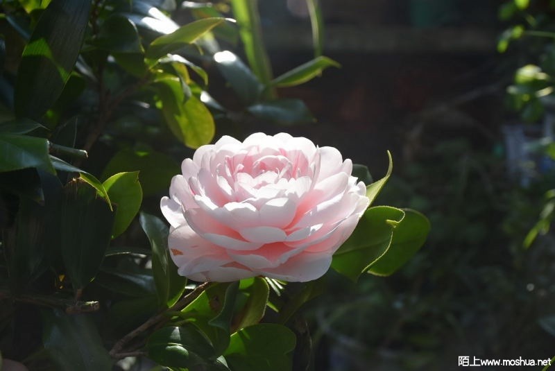 DSC_02660266.JPG
