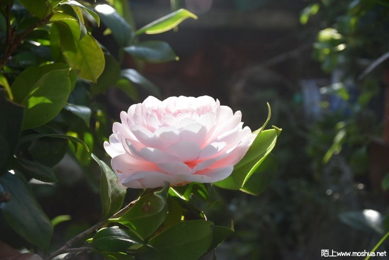 DSC_02740274.JPG