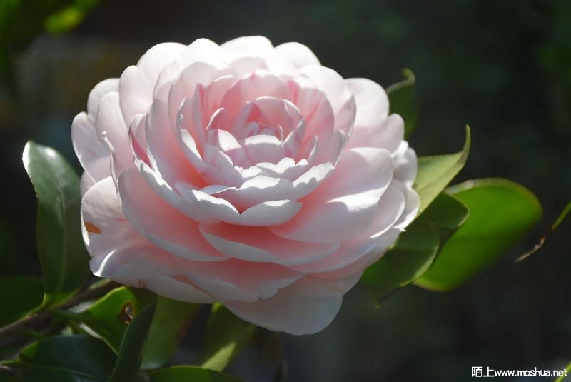 DSC_02420242.JPG