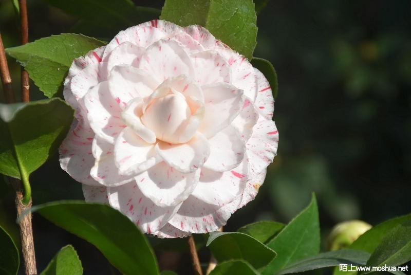 DSC_02260226.JPG