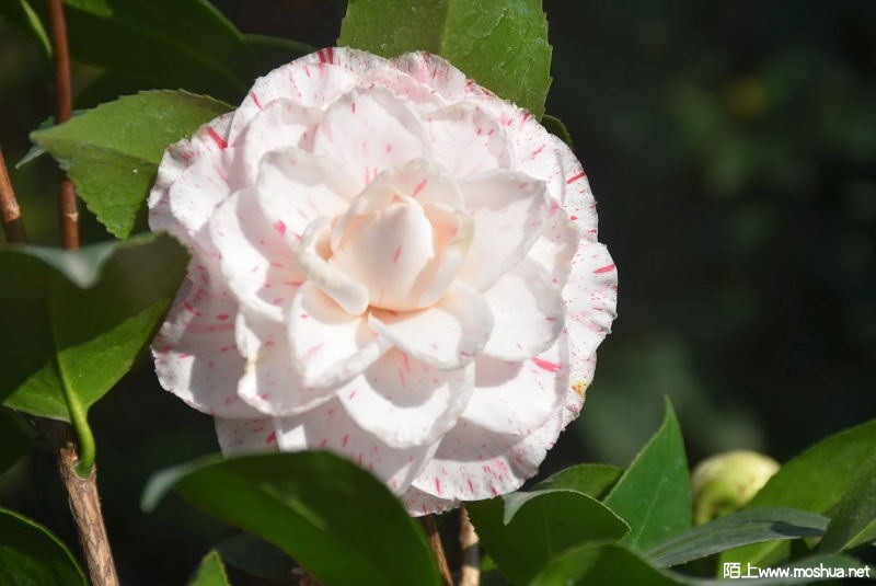 DSC_02250225.JPG