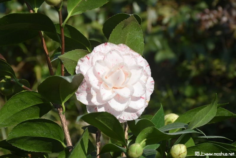 DSC_02160216.JPG