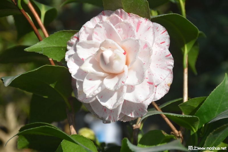 DSC_02080208.JPG