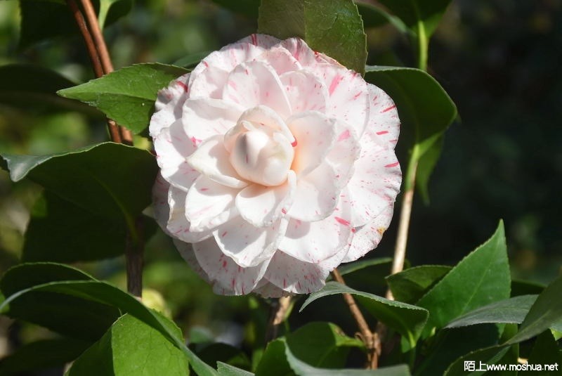 DSC_02030203.JPG