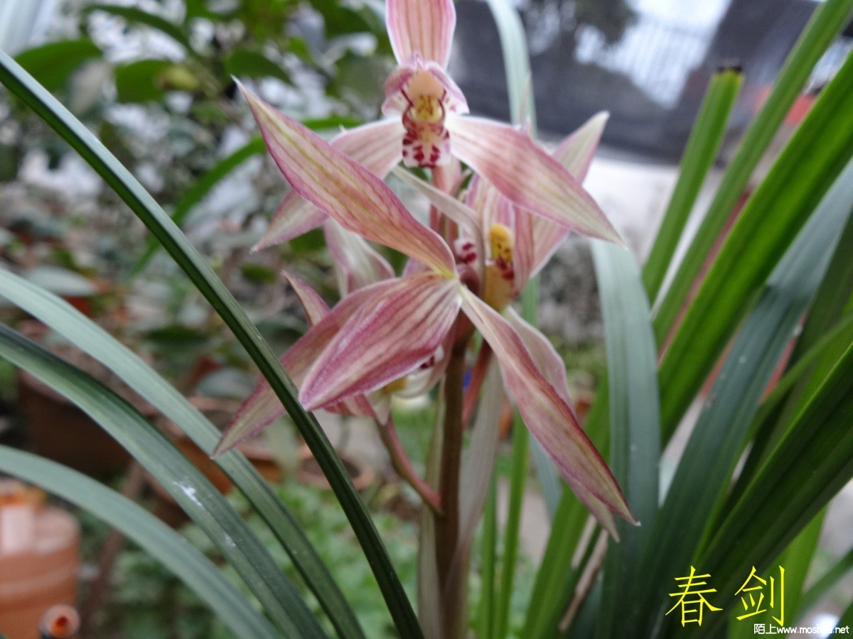 DSC05486.jpg