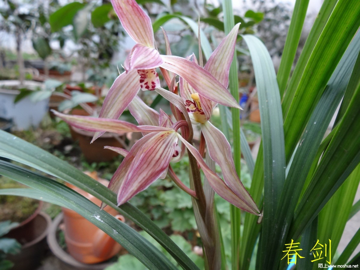 DSC05487.jpg