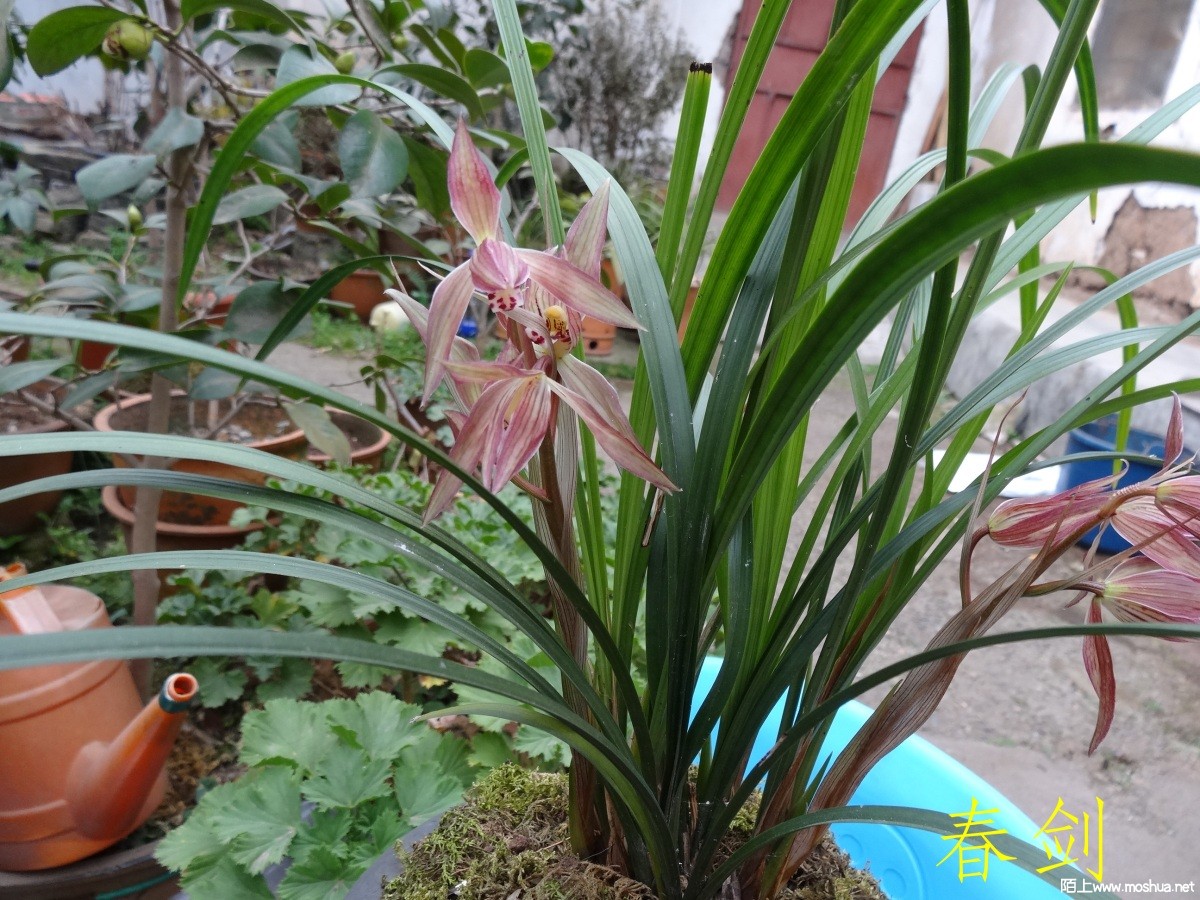 DSC05490.jpg