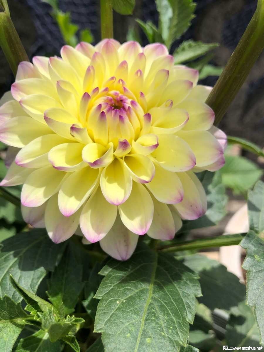 1675078087008637165.jpg