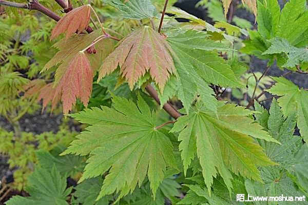 ajotak-600x400.jpg