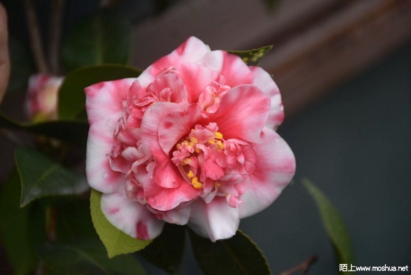 DSC_00180018.JPG