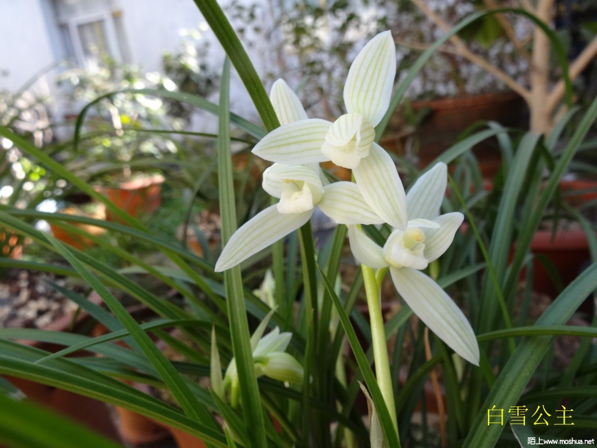 DSC05528.jpg