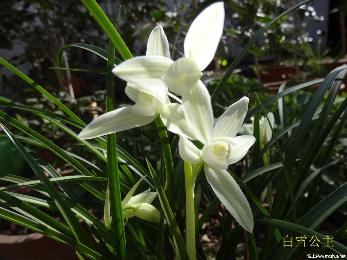 DSC05531.jpg
