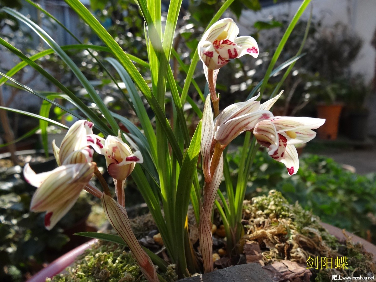 DSC05544.jpg