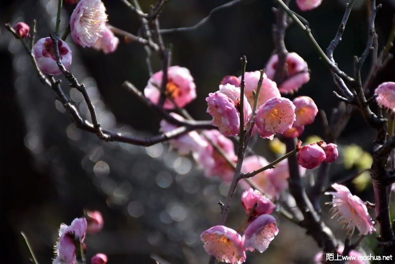 DSC_04120419.JPG