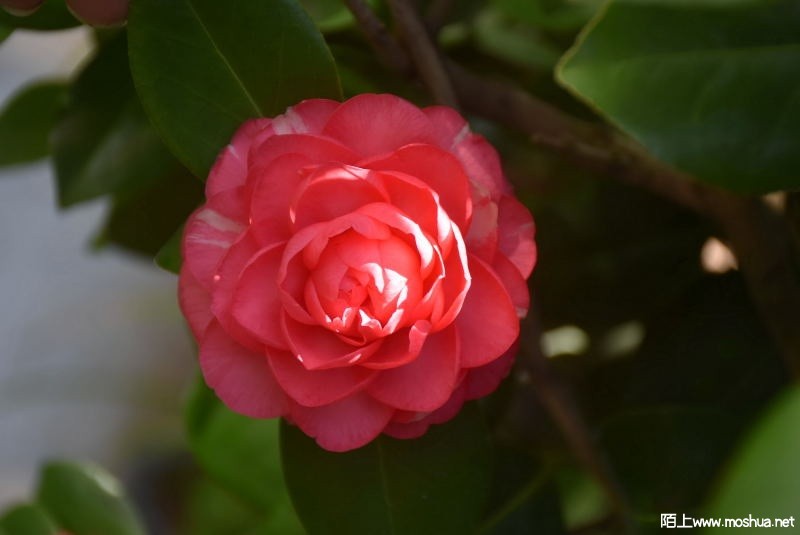 DSC_04650472.JPG