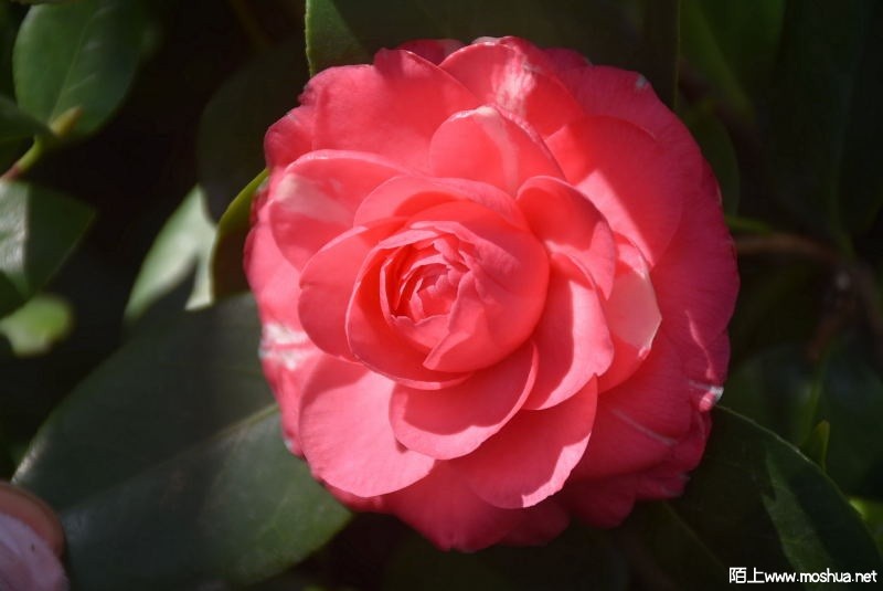DSC_04410448.JPG