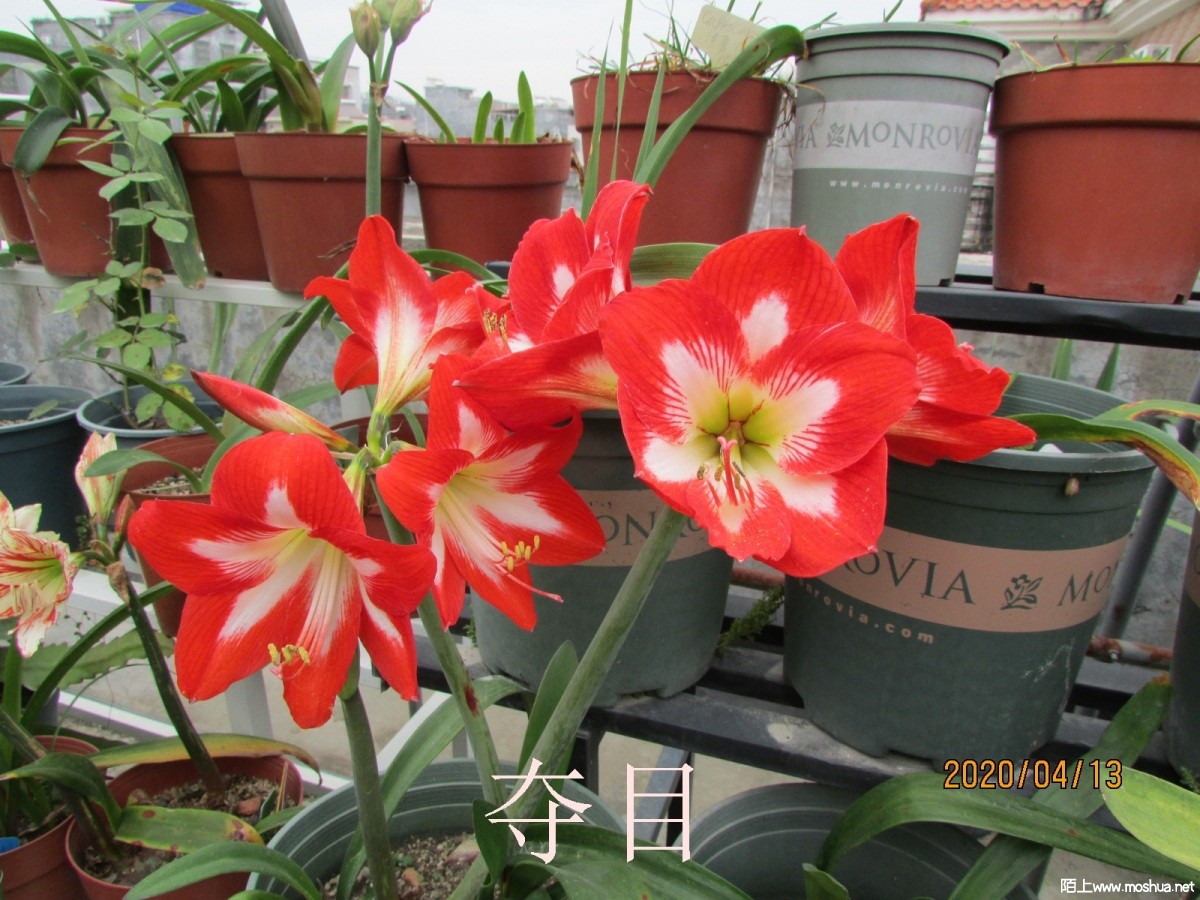 ��Ŀ2020041302.JPG
