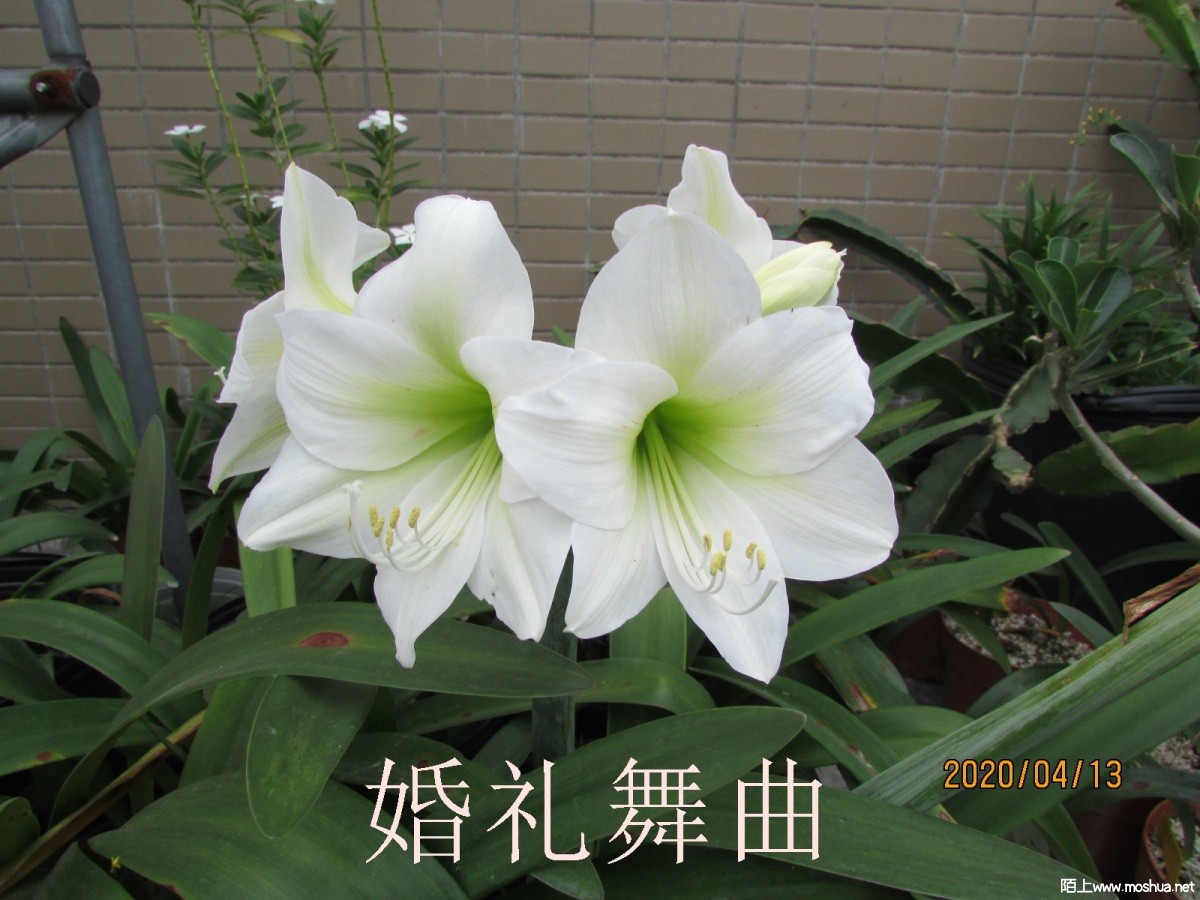 ��������20200413.JPG