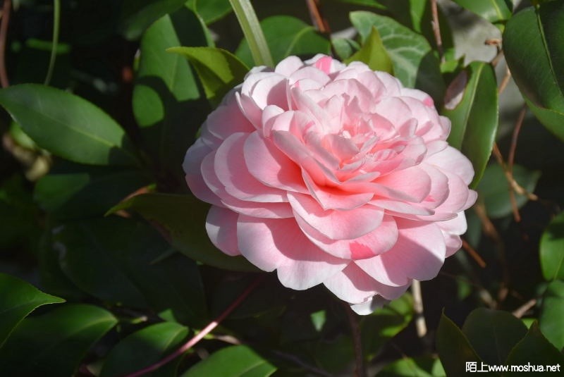 DSC_02440244.JPG