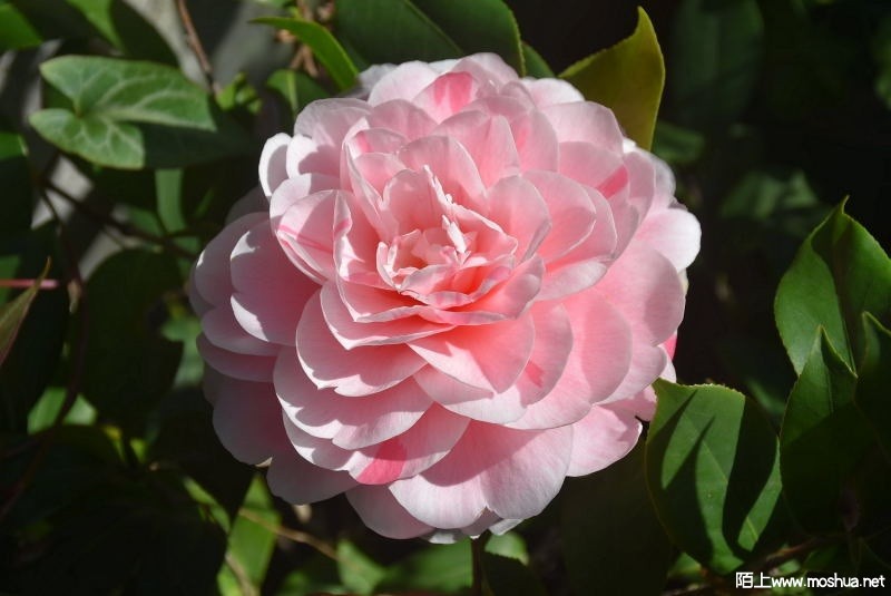 DSC_02060206.JPG