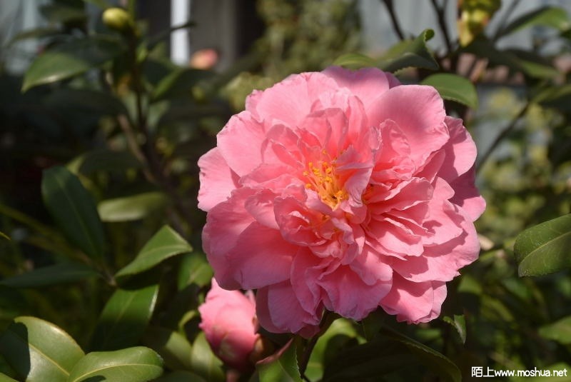 DSC_04480471.JPG