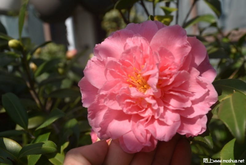 DSC_04640487.JPG