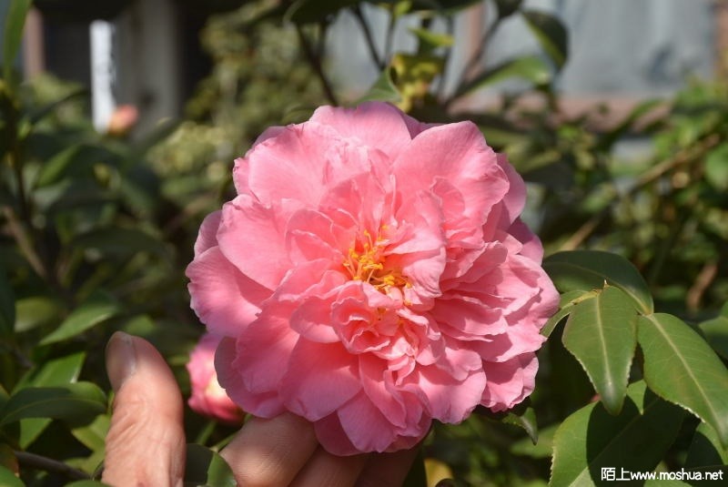 DSC_04700493.JPG