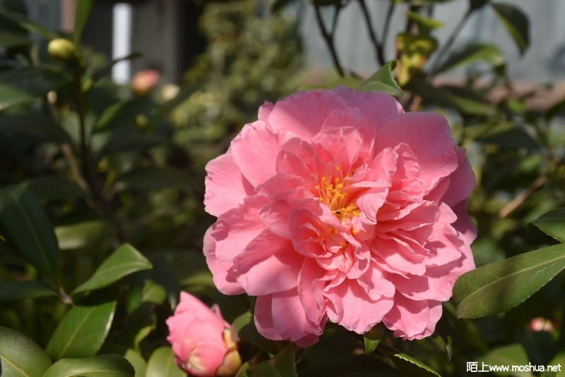 DSC_04470470.JPG
