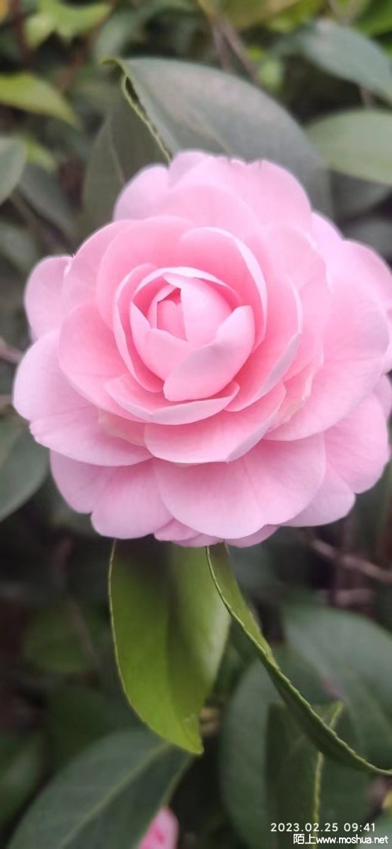 ΢��ͼƬ_20230305153941.jpg