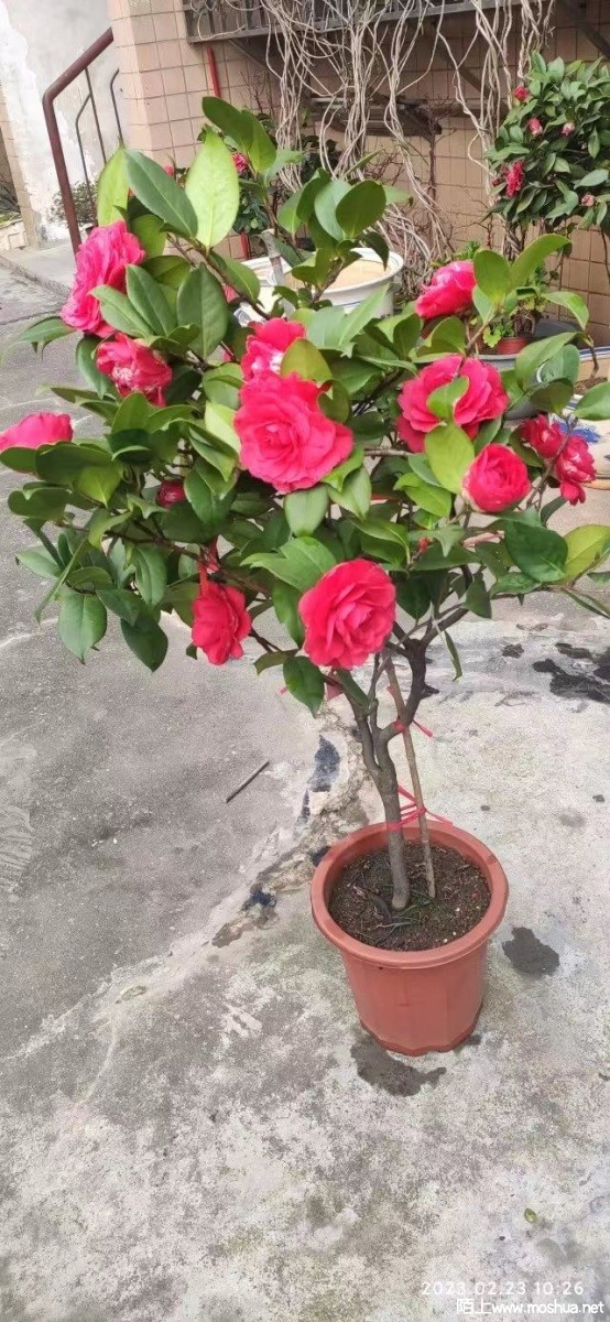 ΢��ͼƬ_20230305154110.jpg