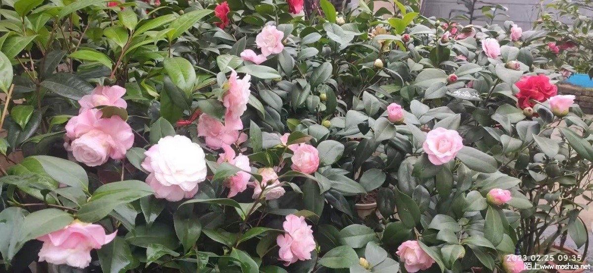 ΢��ͼƬ_20230305154120.jpg