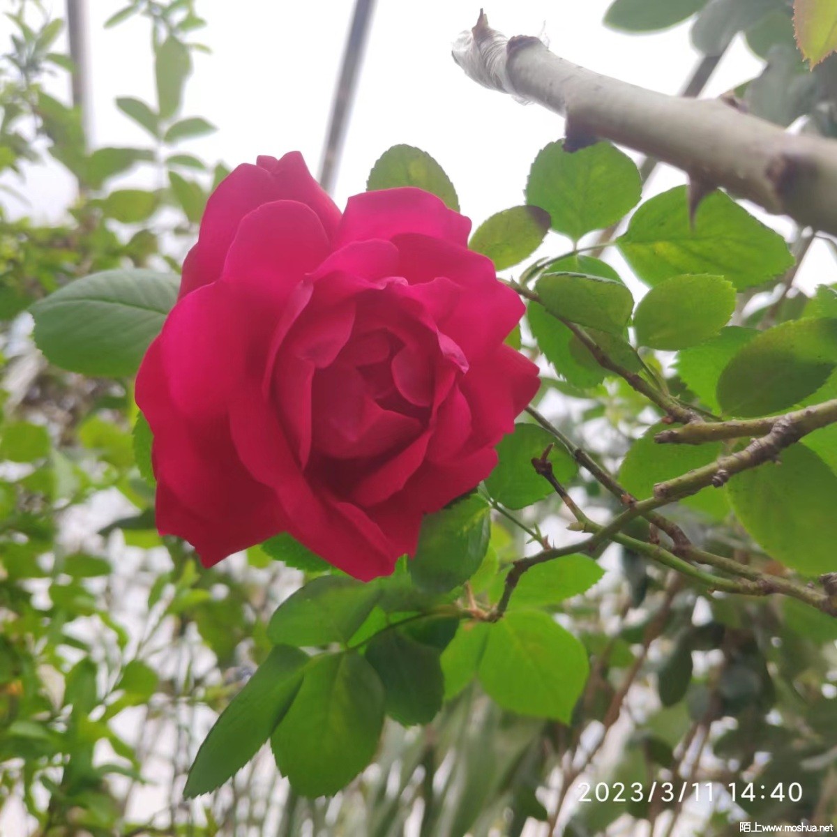 ΢��ͼƬ_20230311212654.jpg