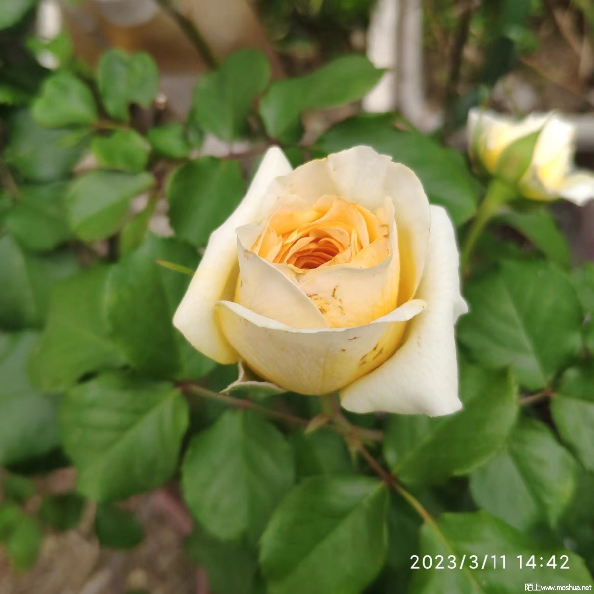 ΢��ͼƬ_20230311212705.jpg