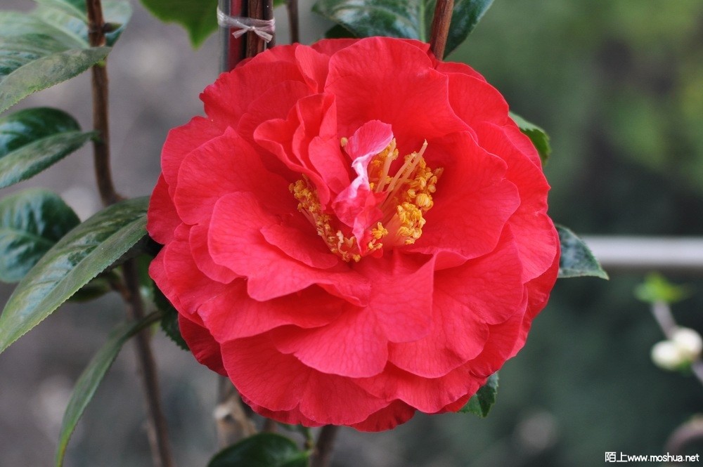 ����˹���� (53).JPG