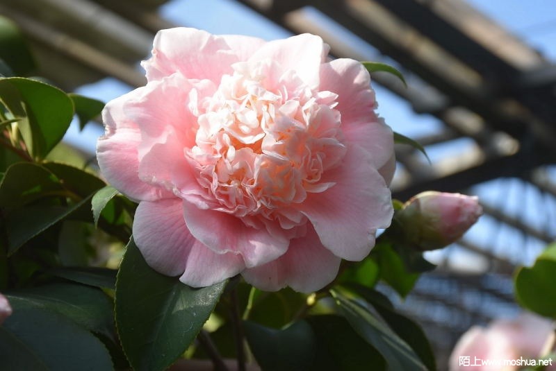 DSC_00580058.JPG