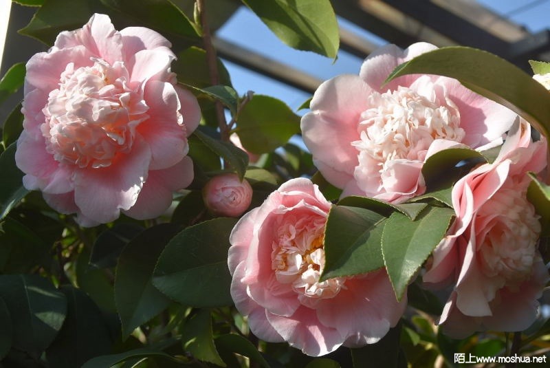 DSC_01500150.JPG