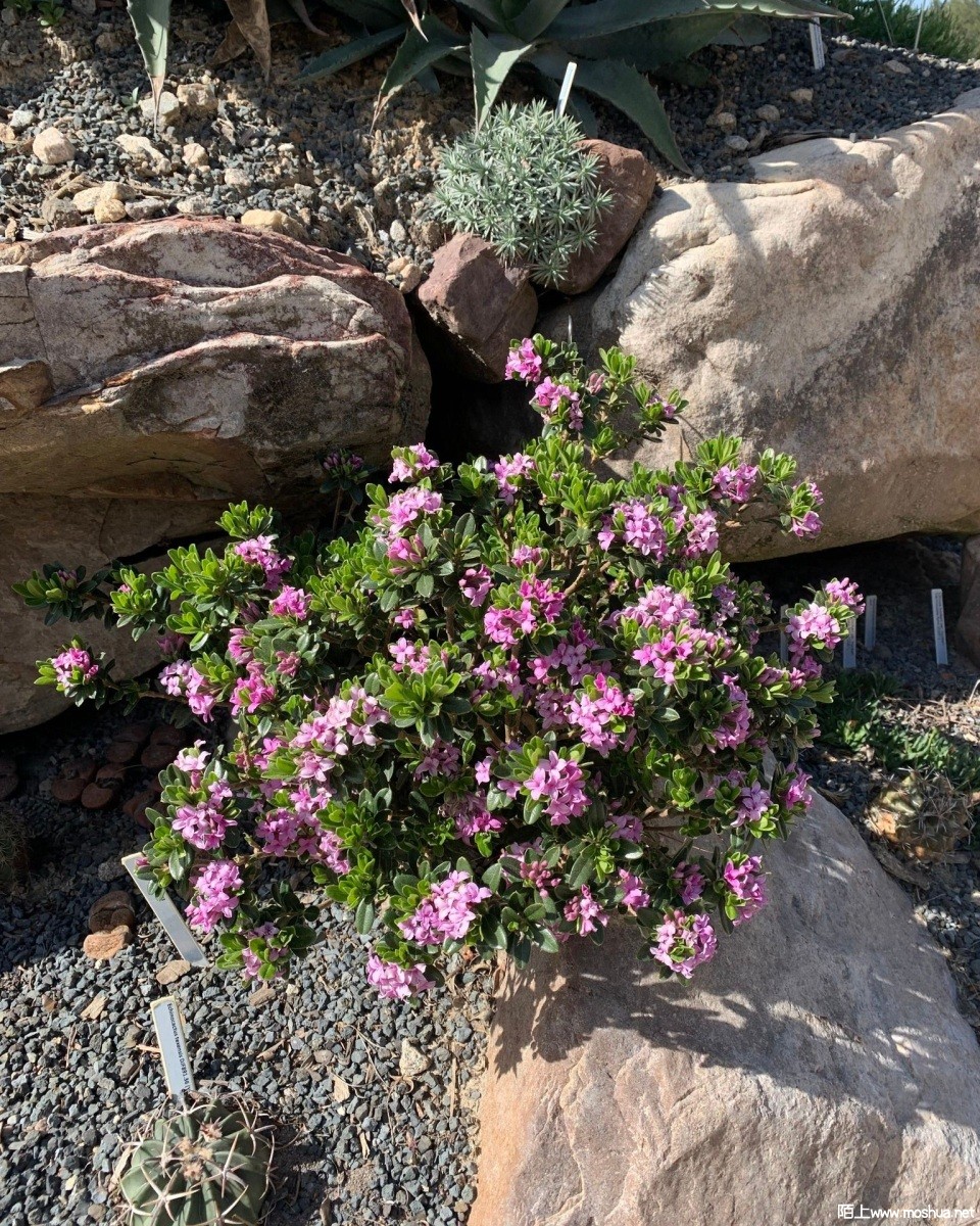 Daphne napolitana 'Bramdream'.jpg