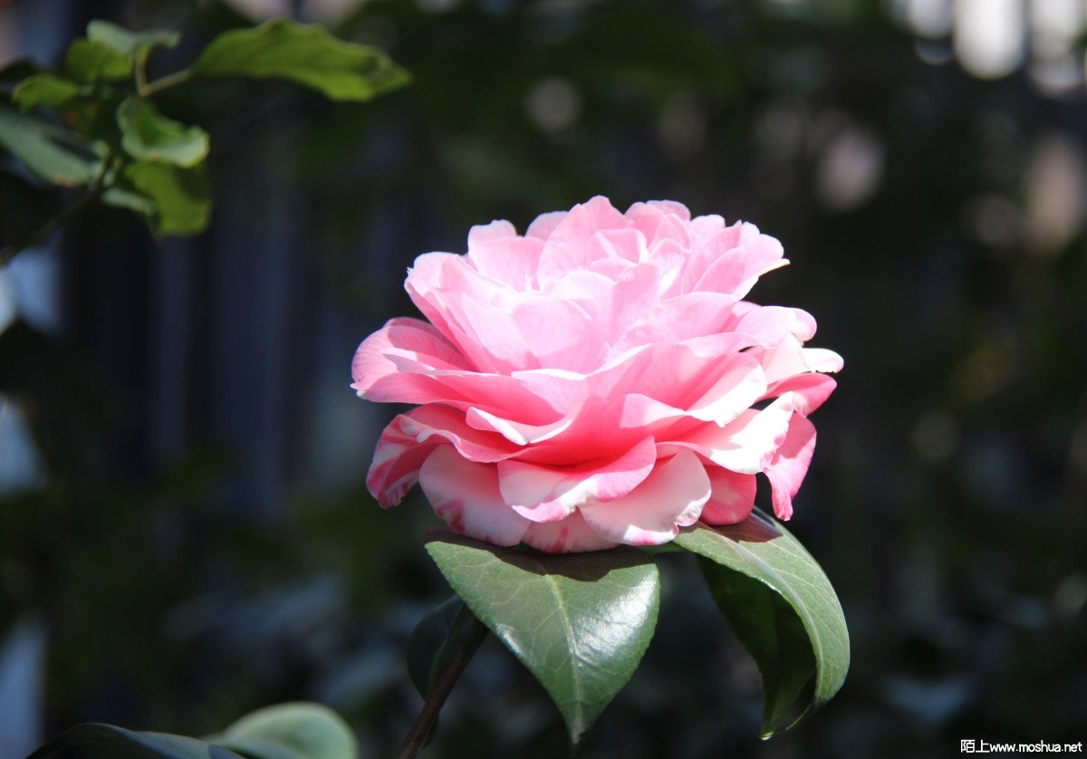 IMG_1064.JPG